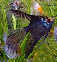 Angelfish - Black Lace Leopard - Medium Angelfish - Black Lace Leopard - Medium